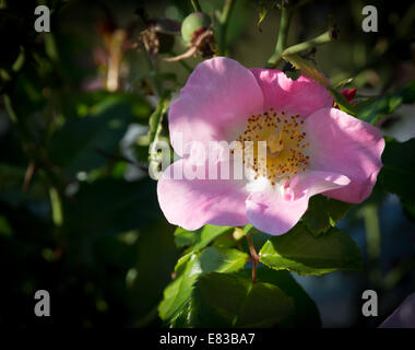 Rosa selvatica. Rosa rosa rugosa o rosa canina closeup nel settembre del giardino. Foto Stock