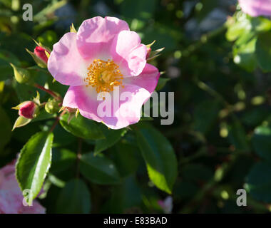 Rosa selvatica. Rosa rosa rugosa o rosa canina closeup nel settembre del giardino. Foto Stock