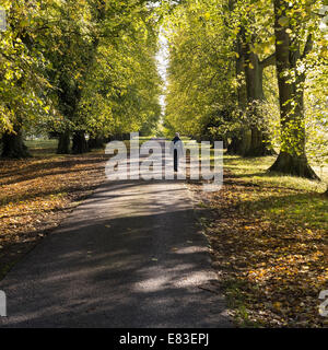 Lone walker, calce soleggiato viale alberato in autunno, Ticknall, Derbyshire, England, Regno Unito Foto Stock