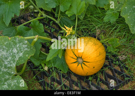 Mature zucca gialla in crescita sulla vite e appoggiata su di un tappeto di grata di mantenere spento il terreno. Foto Stock