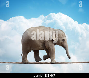 Elefante sul polpaccio tightrope Foto Stock