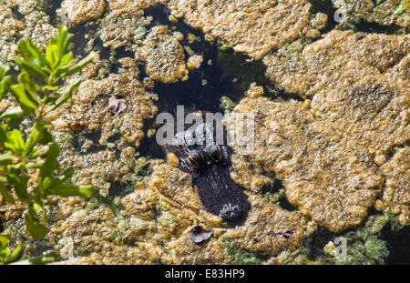 A COCCODRILLO si affacciano al buco blu stagno sul Big Pine Key in Florida Keys Foto Stock