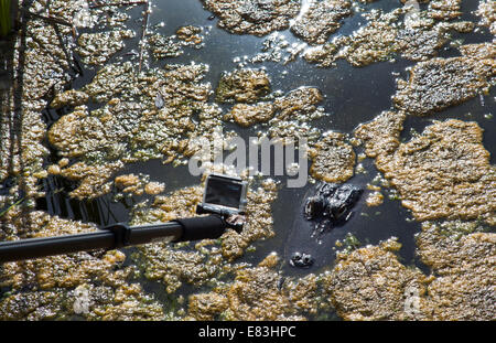 A COCCODRILLO si affacciano al buco blu stagno sul Big Pine Key in Florida Keys Foto Stock