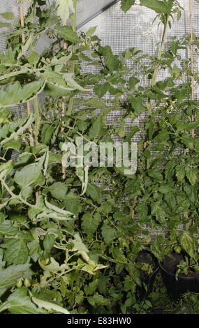 Le piante di pomodoro che crescono in serra polytunnel Solanum lycopersicum Foto Stock