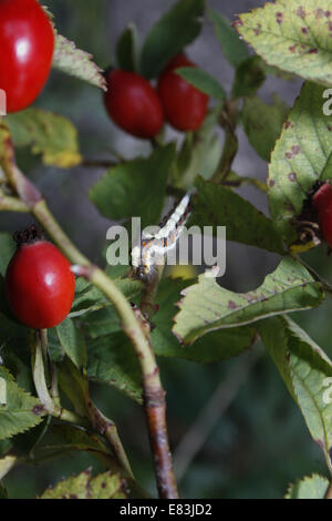 Pugnale grigio caterpillar mangiare foglie di rosa mosqueta Acronicta bush psi Foto Stock