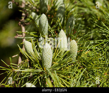 Il cedro del Libano (Cedrus libani) coni a inizio autunno - USA Foto Stock