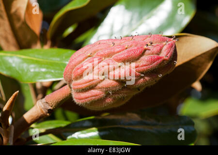 Magnolia maturi frutti (Magnolia grandiflora) - Virginia STATI UNITI D'AMERICA Foto Stock