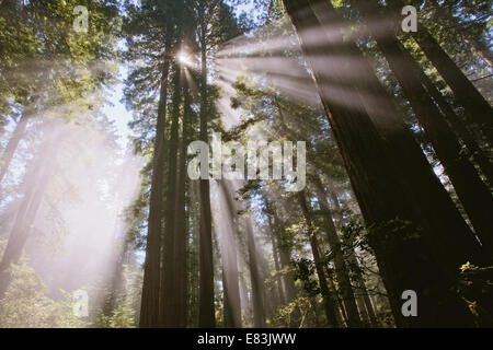 Sunray attraverso la foresta a Lady Bird Johnson grove Foto Stock