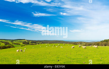 Le pecore e gli agnelli nel campo in primavera tempo sotto il luminoso cielo blu Foto Stock