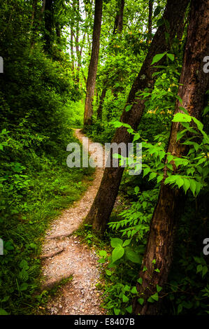 Alberi lungo un sentiero attraverso la lussureggiante foresta verde in stato Codorus Park, Pennsylvania. Foto Stock