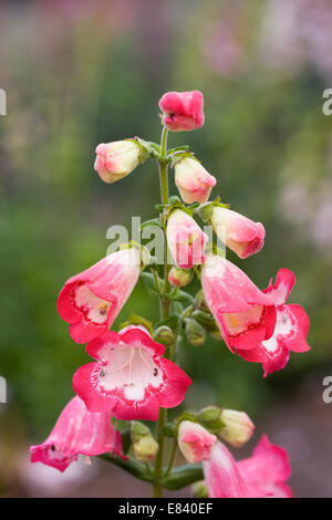 Penstemon 'Pershore collana rosa". Linguetta di barba fiore. Foto Stock