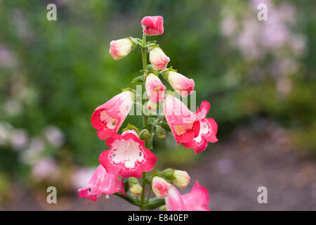 Penstemon 'Pershore collana rosa". Linguetta di barba fiore. Foto Stock