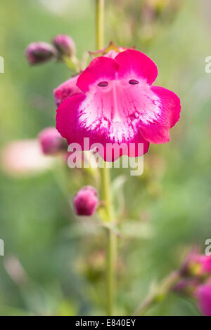 Penstemon 'Pheni Pinka'. Linguetta di barba fiore. Foto Stock