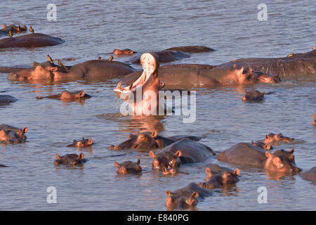 Ippopotami (Hippopotamus amphibius) nel fiume Luangwa, South Luangwa National Park, Zambia Foto Stock