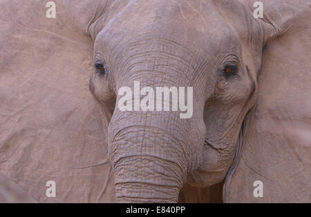 Elefante africano (Loxodonta africana), ritratto, South Luangwa National Park, Zambia Foto Stock