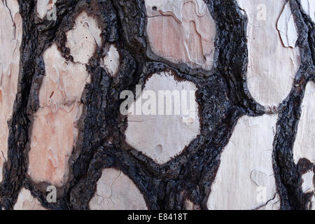 Corteccia con danni da fuoco, Canary Island pine (Pinus canariensis), La Palma Isole Canarie Spagna Foto Stock