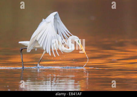 Airone bianco maggiore o grande airone bianco (Ardea alba) La cattura del pesce, Nord Hesse, Hesse, Germania Foto Stock