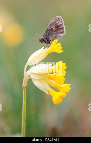 Small Heath Butterfly (Coenonympha pamphilus) su Cowslip (Primula veris), Nord Hesse, Hesse, Germania Foto Stock