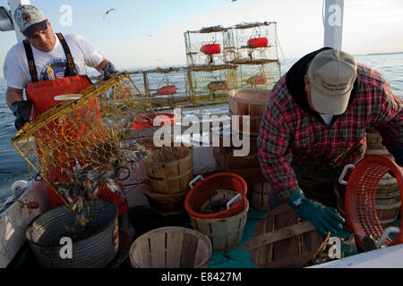 I pescatori di granchio, Tangeri isola, Eastern Shore, Maryland, Stati Uniti d'America. Foto Stock