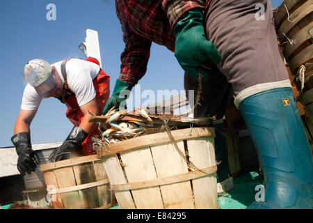 I pescatori di granchio granchio caricamento bushel sulla barca da pesca, ritagliato, Chesapeake Bay, Maryland, Stati Uniti d'America Foto Stock