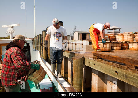 I pescatori di scarico bushel granchio da barca da pesca a quayside, Chesapeake Bay, Maryland, Stati Uniti d'America Foto Stock