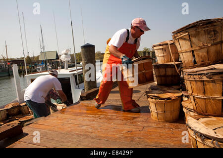 I pescatori di impilamento bushel di granchio sul Quayside, Chesapeake Bay, Maryland, Stati Uniti d'America Foto Stock