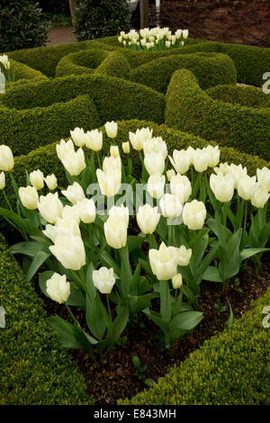 Knot Garden, con siepi di bosso e tulipani bianco in un giardino privato a Wimborne. Designer Carol Pytlik. Il Dorset. Foto Stock