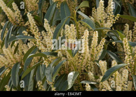 Overwintered grande tartaruga butterfly alimentazione su cherry alloro in primavera. La Grecia. Foto Stock