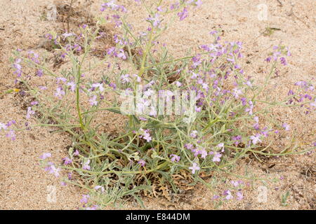 Mare Stock, Matthiola sinuata, in fiore e frutto sulla spiaggia sabbiosa; Sardegna, Italia. Foto Stock