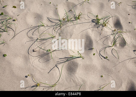 I modelli di natura come il vento muove le foglie in giro per la sabbia sulla spiaggia ciottolosa Murramarang National Park South Coast NSW Aus Foto Stock