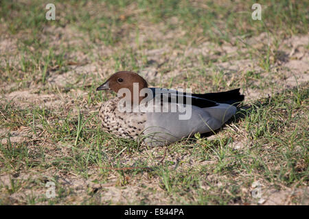 Maschio di Legno Australiano (Maned) anatra Foto Stock