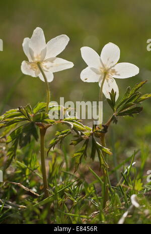 Il legno di anemoni, Anemone nemorosa ,, contro la luce, in primavera. Foto Stock