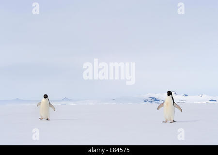 Due Adélie Penguin (Pygoscelis adeliae) flottante sul mare di ghiaccio, il Mare di Ross, Antartide.