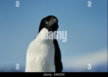 Adélie Penguin (Pygoscelis adeliae) ritratto, Cape Adare, Mare di Ross, Antartide. Foto Stock