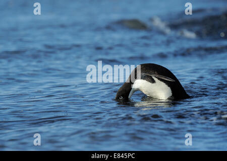 Adélie Penguin (Pygoscelis adeliae) cercando in acqua befoere andare in mare, Cape Adare, Antartide. Foto Stock