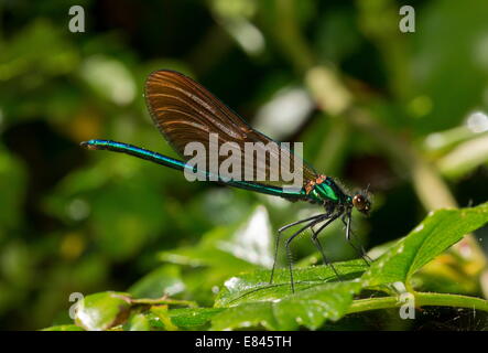 Belle Demoiselle, Calopteryx virgo appena diventate maschio. Il Dorset. Foto Stock