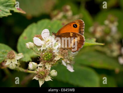 Gatekeeper o Hedge Brown, Pyronia tithonus; maschio alimentazione a fiori di rovo. Foto Stock