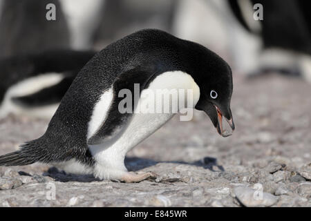 Adélie Penguin (Pygoscelis adeliae) rubare i ciottoli per il suo nido su una spiaggia, Cape Adare, Mare di Ross, Antartide. Foto Stock