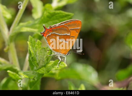 Brown Hairstreak, Thecla betulae crogiolarsi femmina, Dorset. Foto Stock