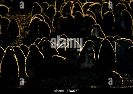 Adélie Penguin (Pygoscelis adeliae) colonia con pulcini, retroilluminato con blizzard, inaccessibili isola, mare di Ross, Antartide. Foto Stock
