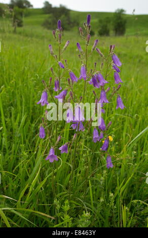 Una campanula, Campanula sibirica nelle praterie della Transilvania, Romania Foto Stock