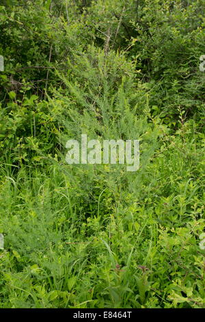 Gli asparagi selvatici, Asparagus officinalis in fiore, Transilvania; Romania Foto Stock