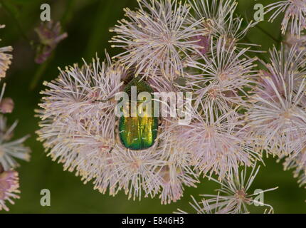 Rose Chafer, Cetonia aurata avanzamento sul grande prato-rue fiori. Foto Stock