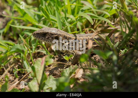 Sabbia lucertole, Lacerta agilis, femmina nella stagione riproduttiva. Foto Stock