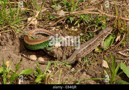 Sabbia lucertole, Lacerta agilis, maschio e femmina il corteggiamento, nella stagione riproduttiva. Foto Stock