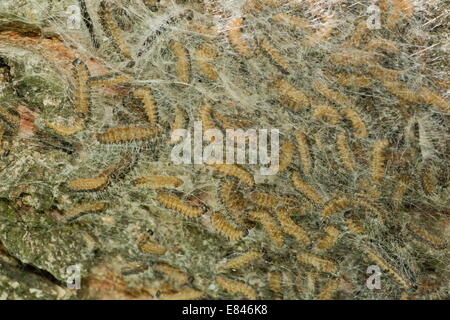 Caterpillar nido di La processionaria della quercia, Thaumetopoea processionea su albero di quercia. Foto Stock