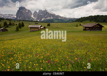 Spettacolari le praterie fiorite sull Alpe di Siusi / Alpe di Siusi, guardando verso il Sasso Lungo, Dolomiti, Italia. Foto Stock