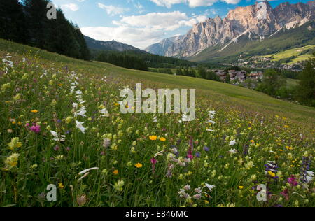 Bellissimo il fieno fiorito prato, con San Bruno il giglio, lupinella, clary etc al di sopra di Cortina d'Ampezzo, Dolomiti, Italia Foto Stock