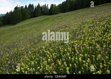 Bellissimo il fieno fiorito prato, con lupinella, clary etc al di sopra di Cortina d'Ampezzo, Dolomiti, Italia Foto Stock