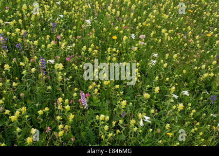 Bellissimo il fieno fiorito prato, con San Bruno il giglio, lupinella, clary etc al di sopra di Cortina d'Ampezzo, Dolomiti, Italia Foto Stock